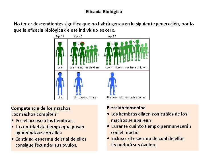 Eficacia Biológica No tener descendientes significa que no habrá genes en la siguiente generación,