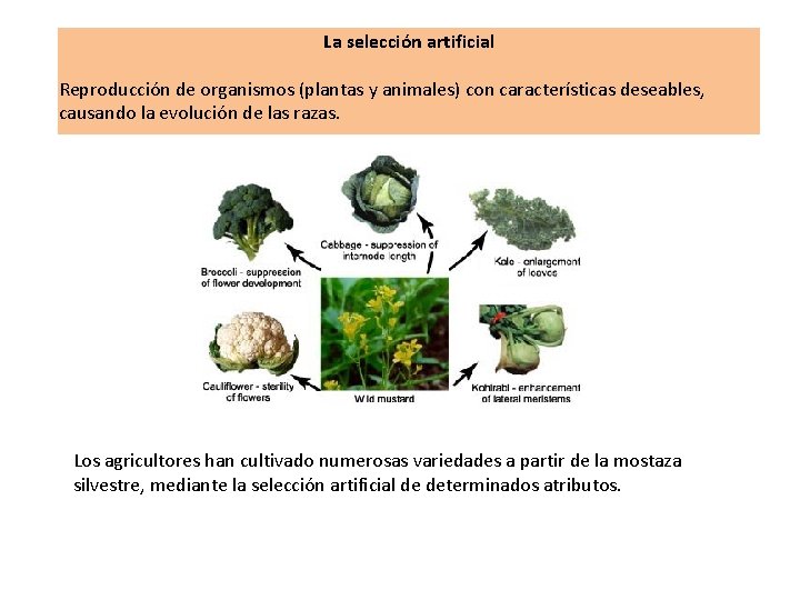 La selección artificial Reproducción de organismos (plantas y animales) con características deseables, causando la