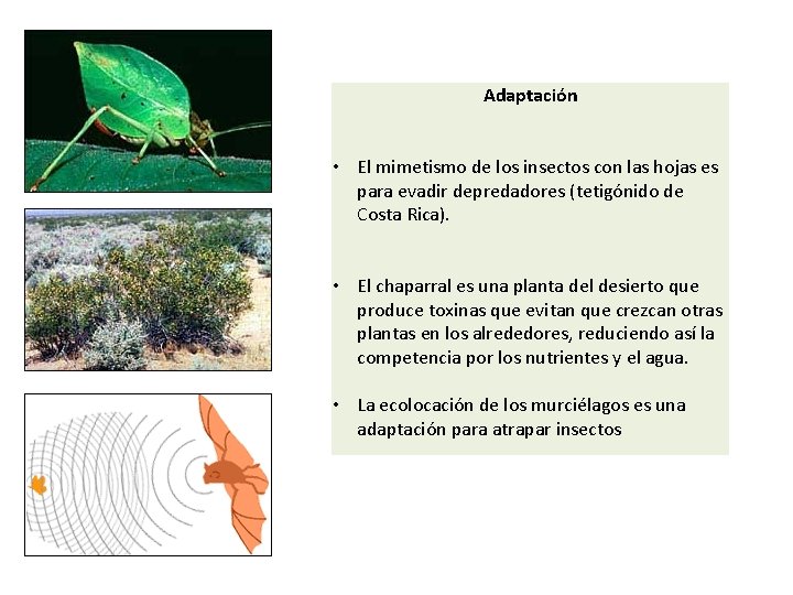 Adaptación • El mimetismo de los insectos con las hojas es para evadir depredadores