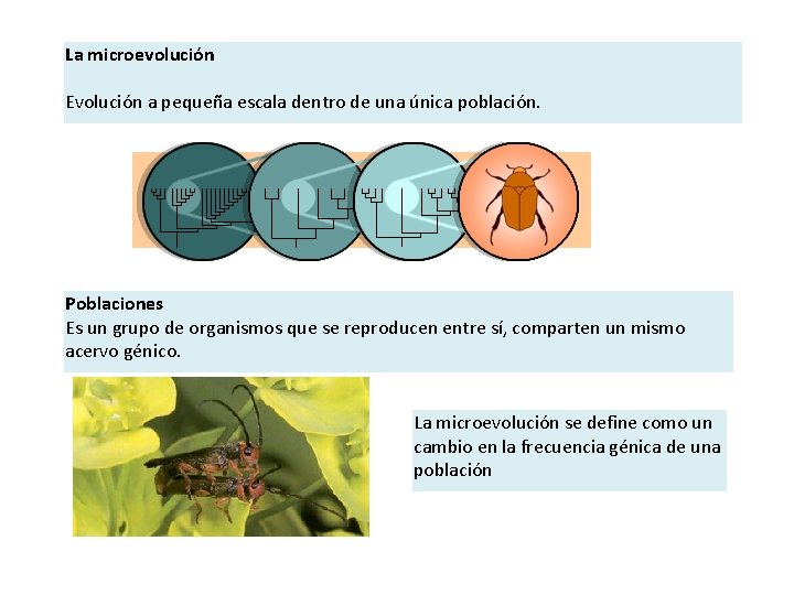 La microevolución Evolución a pequeña escala dentro de una única población. Poblaciones Es un