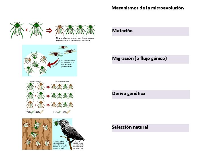 Mecanismos de la microevolución Mutación Migración (o flujo génico) Deriva genética Selección natural 