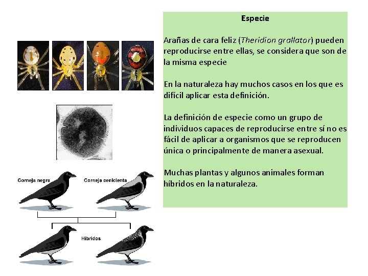 Especie Arañas de cara feliz (Theridion grallator) pueden reproducirse entre ellas, se considera que