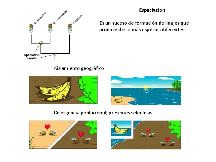 Especiación Es un suceso de formación de linajes que produce dos o más especies