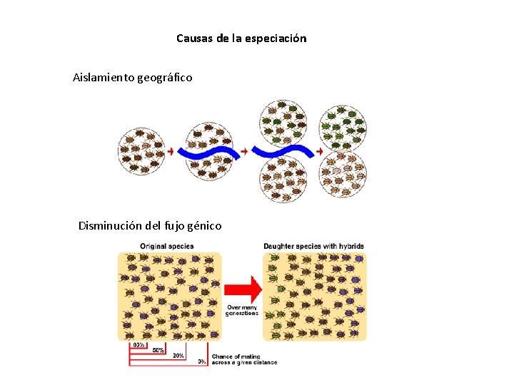 Causas de la especiación Aislamiento geográfico Disminución del fujo génico 