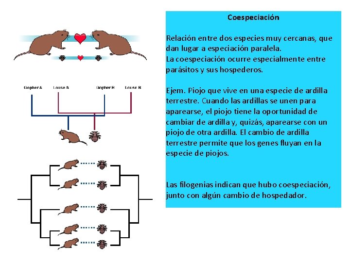 Coespeciación Relación entre dos especies muy cercanas, que dan lugar a especiación paralela. La