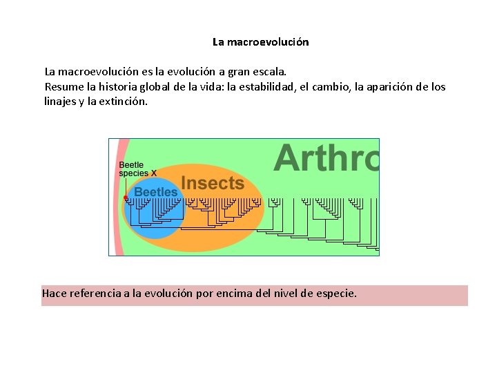 La macroevolución es la evolución a gran escala. Resume la historia global de la