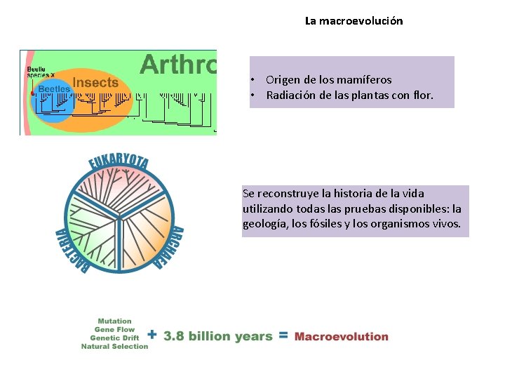 La macroevolución • Origen de los mamíferos • Radiación de las plantas con flor.