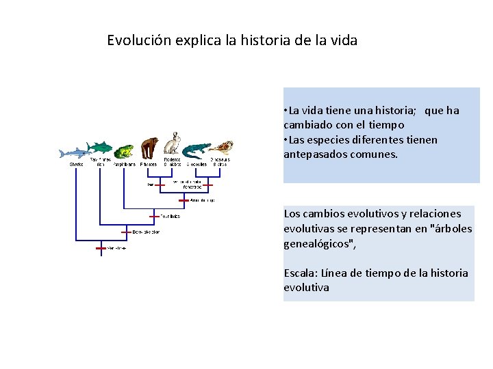 Evolución explica la historia de la vida • La vida tiene una historia; que