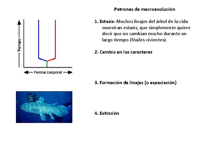 Patrones de macroevolución 1. Estasis: Muchos linajes del árbol de la vida muestran estasis,