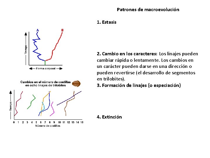 Patrones de macroevolución 1. Estasis 2. Cambio en los caracteres: Los linajes pueden cambiar