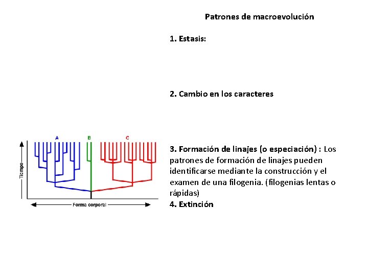 Patrones de macroevolución 1. Estasis: 2. Cambio en los caracteres 3. Formación de linajes