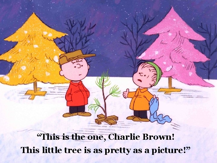 “This is the one, Charlie Brown! This little tree is as pretty as a