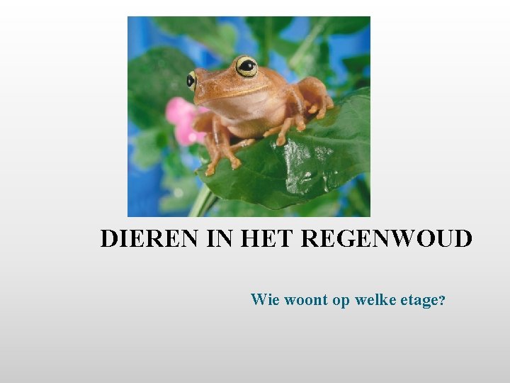 DIEREN IN HET REGENWOUD Wie woont op welke etage? 