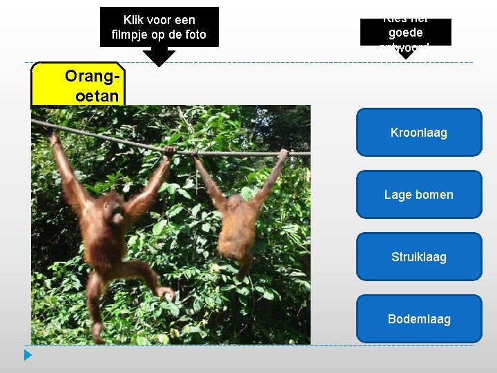 Klik voor een filmpje op de foto Kies het goede antwoord. Orangoetan Kroonlaag Lage