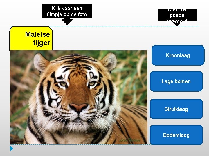 Klik voor een filmpje op de foto Kies het goede antwoord. Maleise tijger Kroonlaag