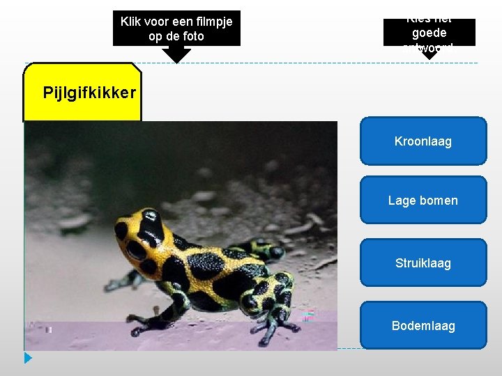 Klik voor een filmpje op de foto Kies het goede antwoord. Pijlgifkikker Kroonlaag Lage