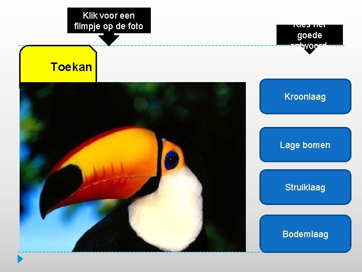 Klik voor een filmpje op de foto Kies het goede antwoord. Toekan Kroonlaag Lage