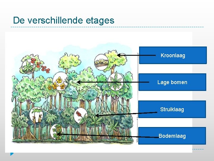 De verschillende etages Kroonlaag Lage bomen Struiklaag Bodemlaag 