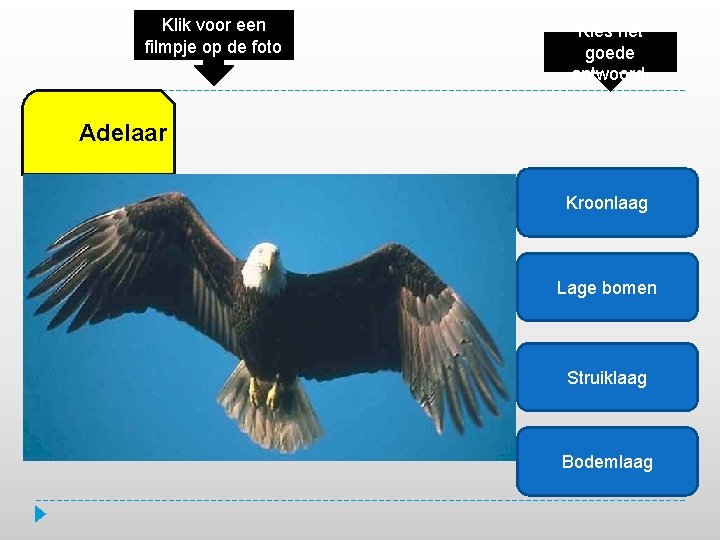 Klik voor een filmpje op de foto Kies het goede antwoord. Adelaar Kroonlaag Lage