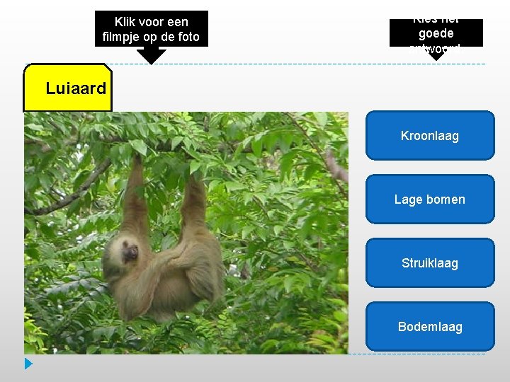 Klik voor een filmpje op de foto Kies het goede antwoord. Luiaard Kroonlaag Lage