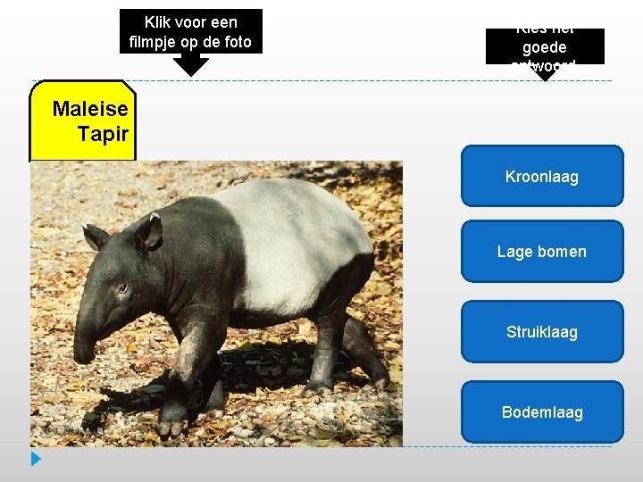 Klik voor een filmpje op de foto Kies het goede antwoord. Maleise Tapir Kroonlaag