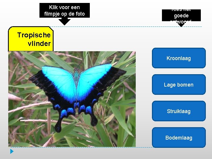 Klik voor een filmpje op de foto Kies het goede antwoord. Tropische vlinder Kroonlaag