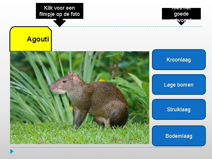 Klik voor een filmpje op de foto Kies het goede antwoord. Agouti Kroonlaag Lage
