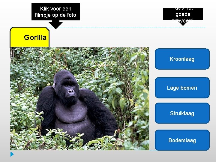 Klik voor een filmpje op de foto Kies het goede antwoord. Gorilla Kroonlaag Lage