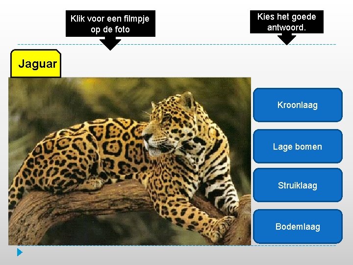 Klik voor een filmpje op de foto Kies het goede antwoord. Jaguar Kroonlaag Lage