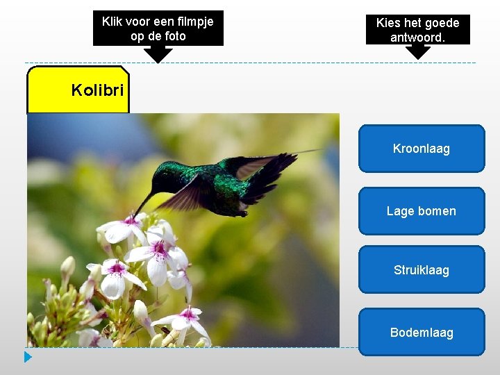 Klik voor een filmpje op de foto Kies het goede antwoord. Kolibri Kroonlaag Lage