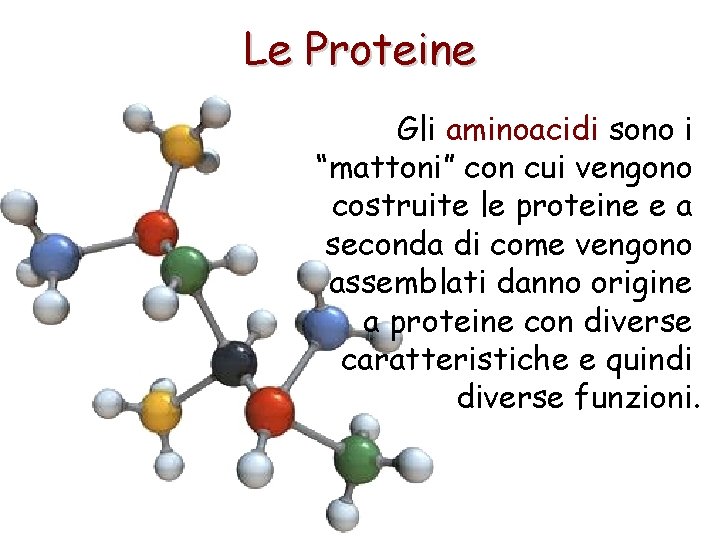 Le Proteine Gli aminoacidi sono i “mattoni” con cui vengono costruite le proteine e
