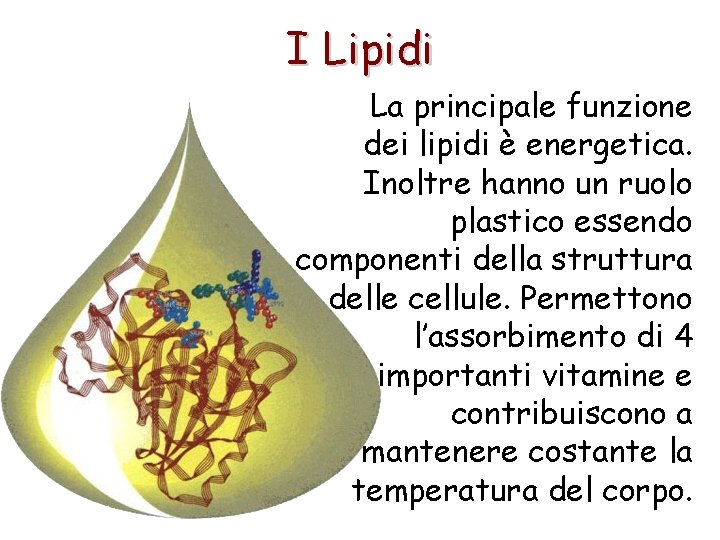 I Lipidi La principale funzione dei lipidi è energetica. Inoltre hanno un ruolo plastico