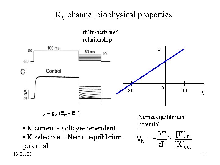 KV channel biophysical properties fully-activated relationship I -80 IK = g. K (Em -
