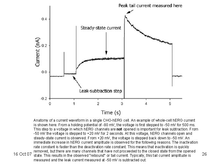 Anatomy of a current waveform in a single CHO-h. ERG cell. An example of