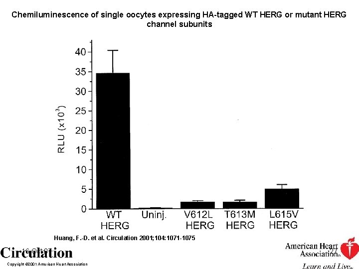 Chemiluminescence of single oocytes expressing HA-tagged WT HERG or mutant HERG channel subunits Huang,