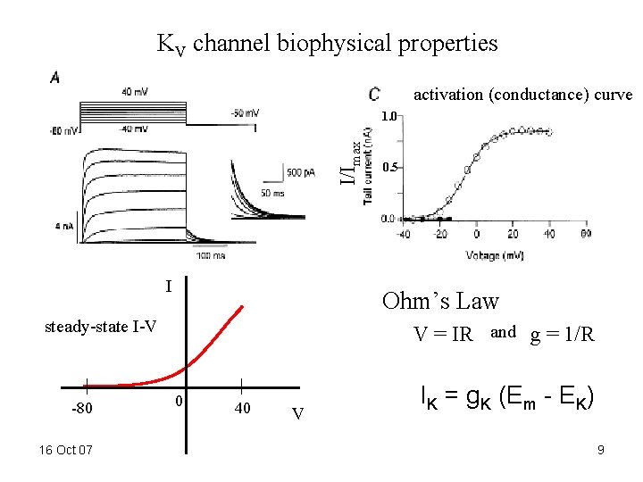 KV channel biophysical properties activation (conductance) curve I/Imax 1. 0 I Ohm’s Law steady-state