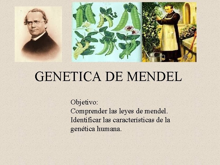 GENETICA DE MENDEL Objetivo: Comprender las leyes de mendel. Identificar las características de la
