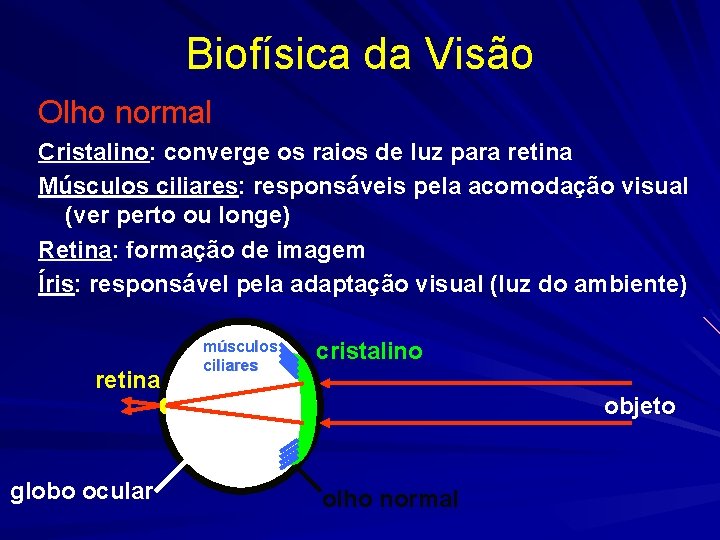 Biofísica da Visão Olho normal Cristalino: converge os raios de luz para retina Músculos