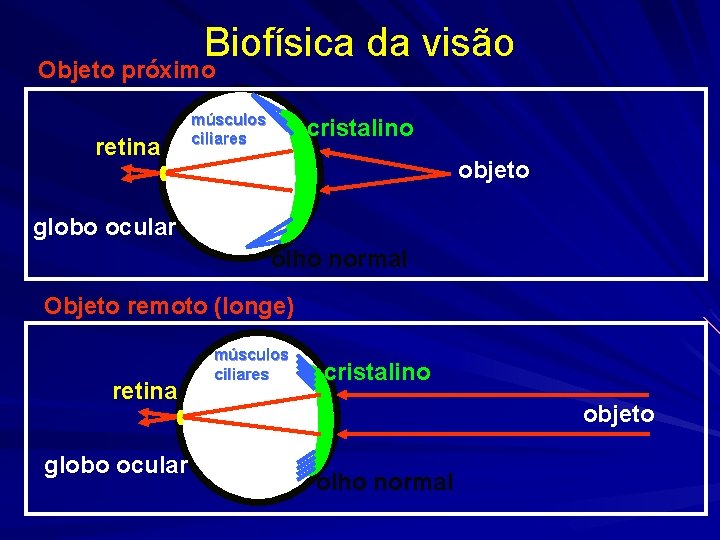 Biofísica da visão Objeto próximo retina músculos ciliares cristalino objeto globo ocular olho normal