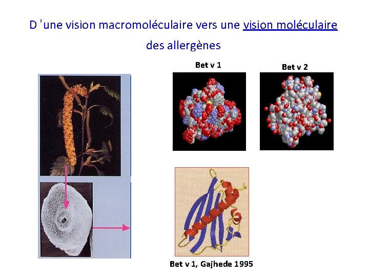 D ’une vision macromoléculaire vers une vision moléculaire des allergènes Bet v 1, Gajhede