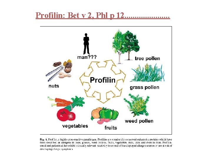 Profilin: Bet v 2, Phl p 12. . . . . 