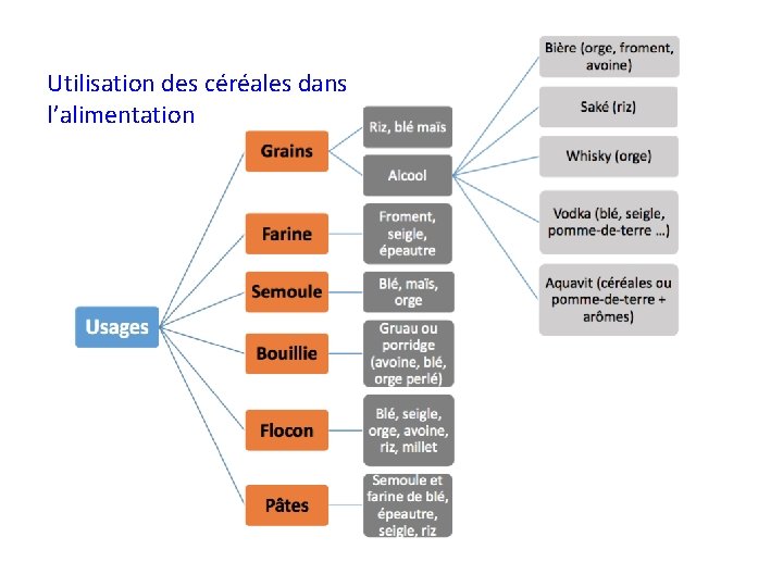 Utilisation des céréales dans l’alimentation 