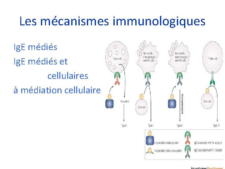Les mécanismes immunologiques Ig. E médiés et cellulaires à médiation cellulaire Les mécanismes immunologiques Ig. E médiés et cellulaires à médiation cellulaire