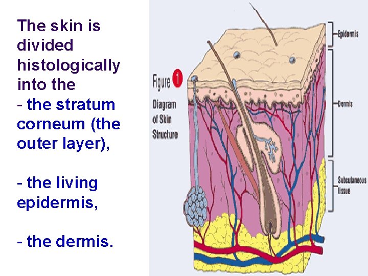 The skin is divided histologically into the - the stratum corneum (the outer layer), The skin is divided histologically into the - the stratum corneum (the outer layer),