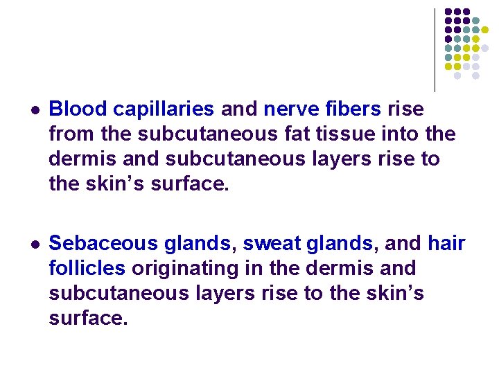 l Blood capillaries and nerve fibers rise from the subcutaneous fat tissue into the l Blood capillaries and nerve fibers rise from the subcutaneous fat tissue into the