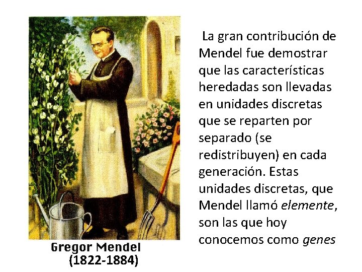 La gran contribución de Mendel fue demostrar que las características heredadas son llevadas en La gran contribución de Mendel fue demostrar que las características heredadas son llevadas en