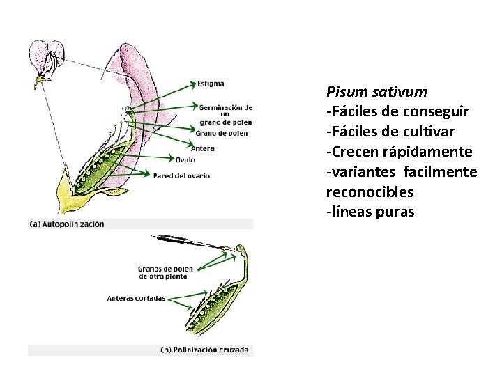 Pisum sativum -Fáciles de conseguir -Fáciles de cultivar -Crecen rápidamente -variantes facilmente reconocibles -líneas Pisum sativum -Fáciles de conseguir -Fáciles de cultivar -Crecen rápidamente -variantes facilmente reconocibles -líneas