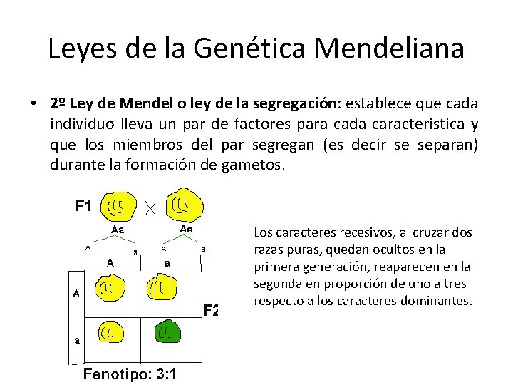 Leyes de la Genética Mendeliana • 2º Ley de Mendel o ley de la Leyes de la Genética Mendeliana • 2º Ley de Mendel o ley de la