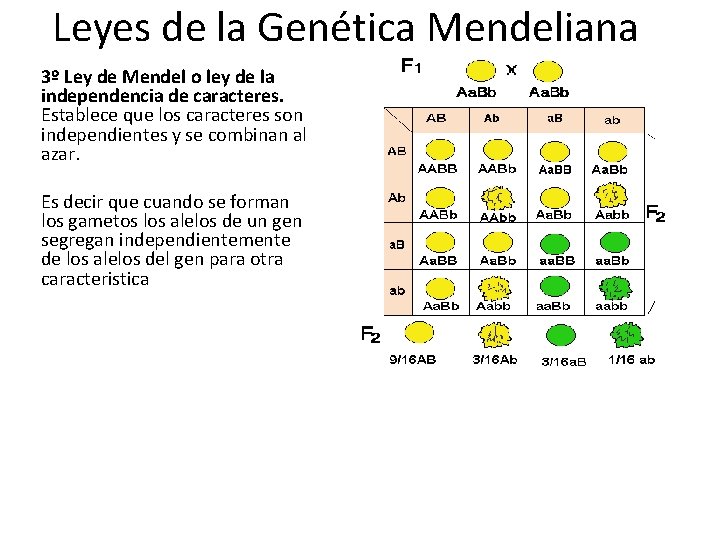 Leyes de la Genética Mendeliana 3º Ley de Mendel o ley de la independencia Leyes de la Genética Mendeliana 3º Ley de Mendel o ley de la independencia