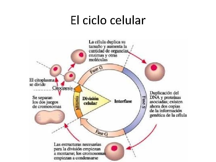 El ciclo celular El ciclo celular